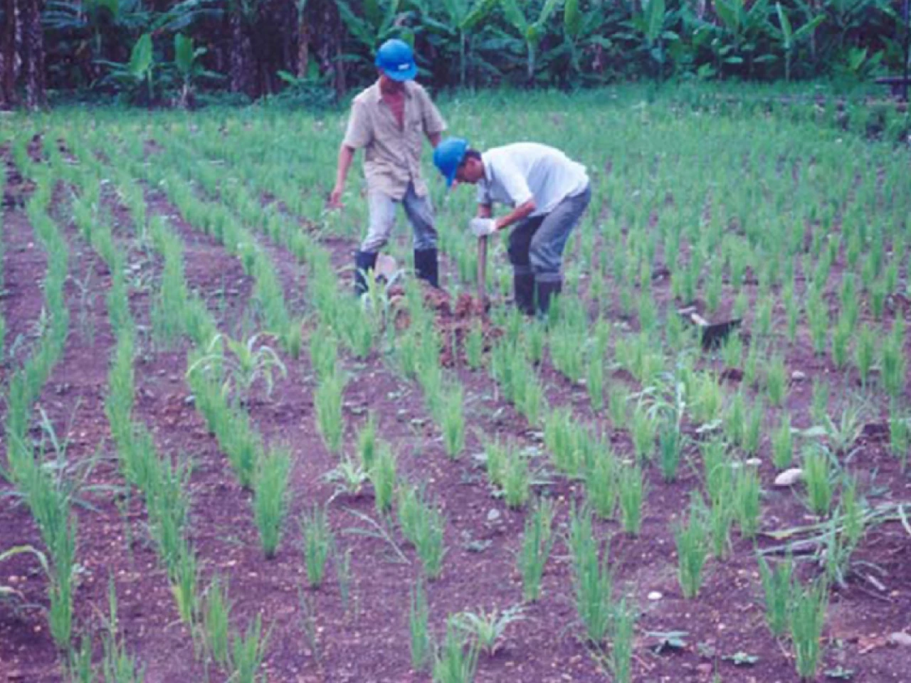En 1998, Texaco fue liberada en Ecuador luego de una remediación ambiental efectiva
