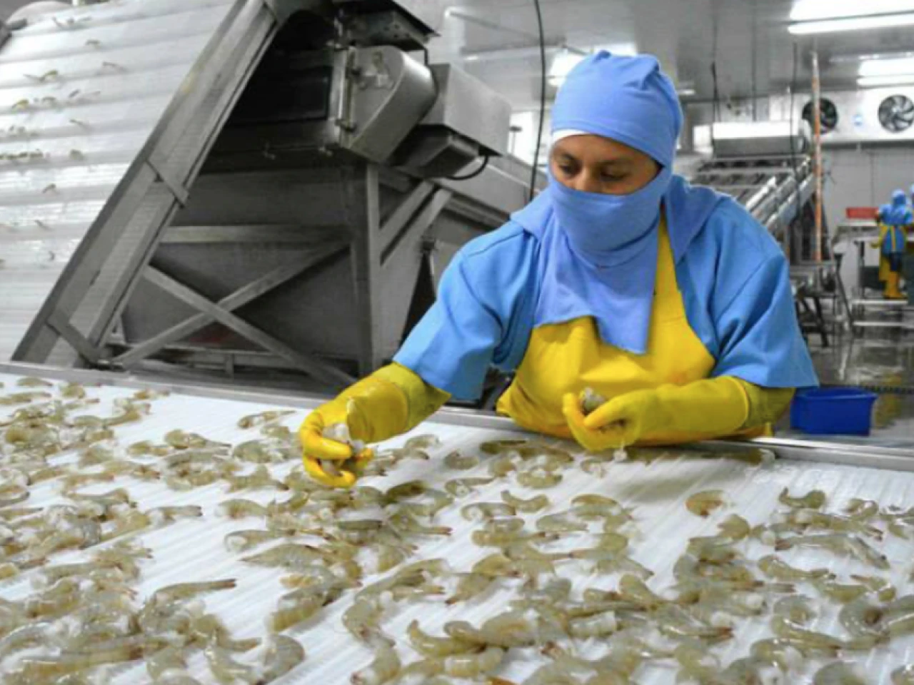 Crisis logística frena exportaciones de camarón y presiona a toda la cadena productiva