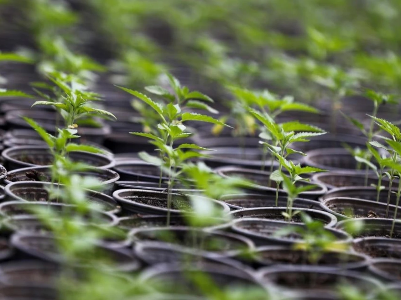Ecuador tiene 2.300 hectáreas de cultivo legal de cáñamo y cannabis