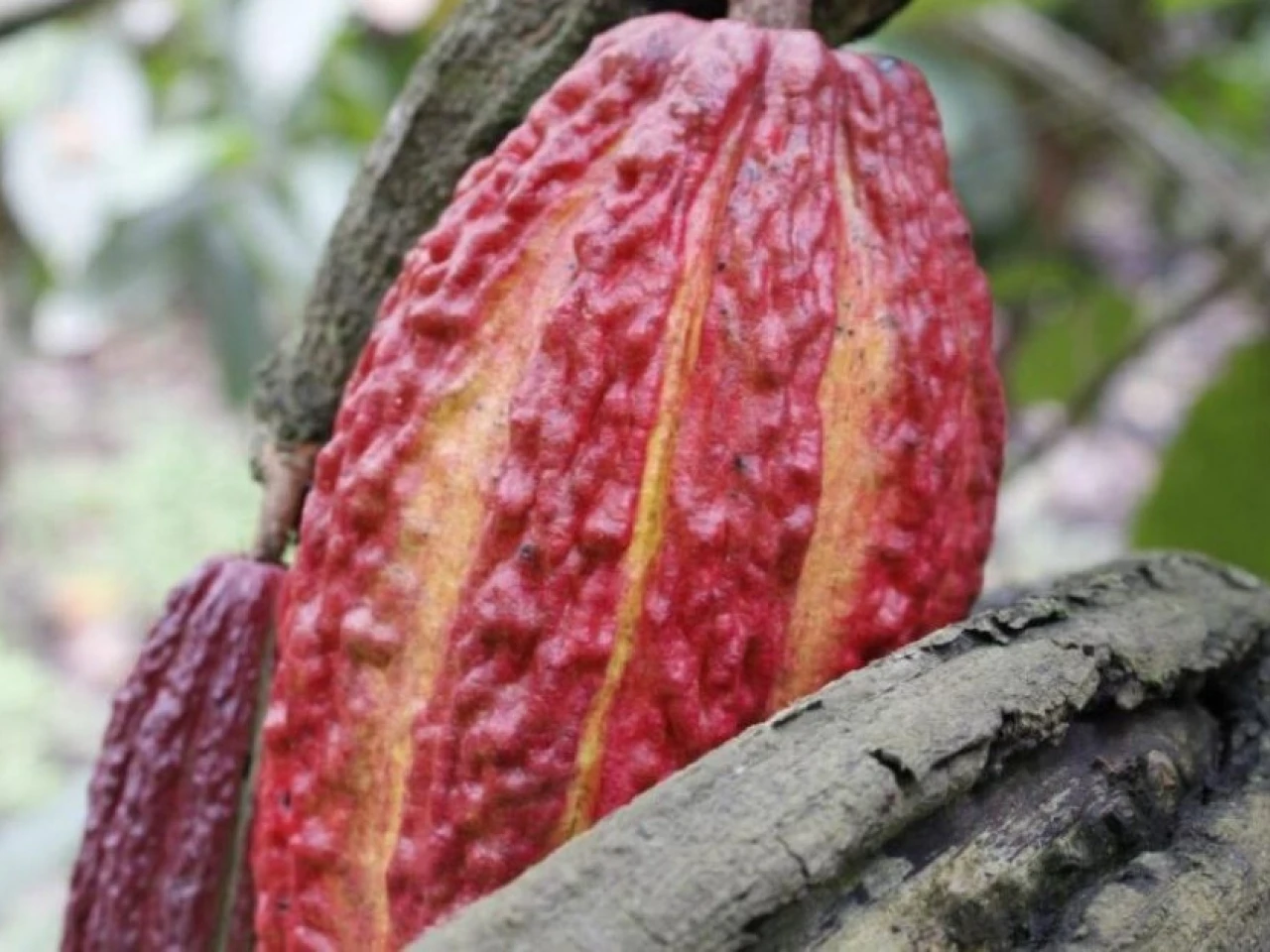 El cacao se ubicó en $ 9.764 por tonelada 
