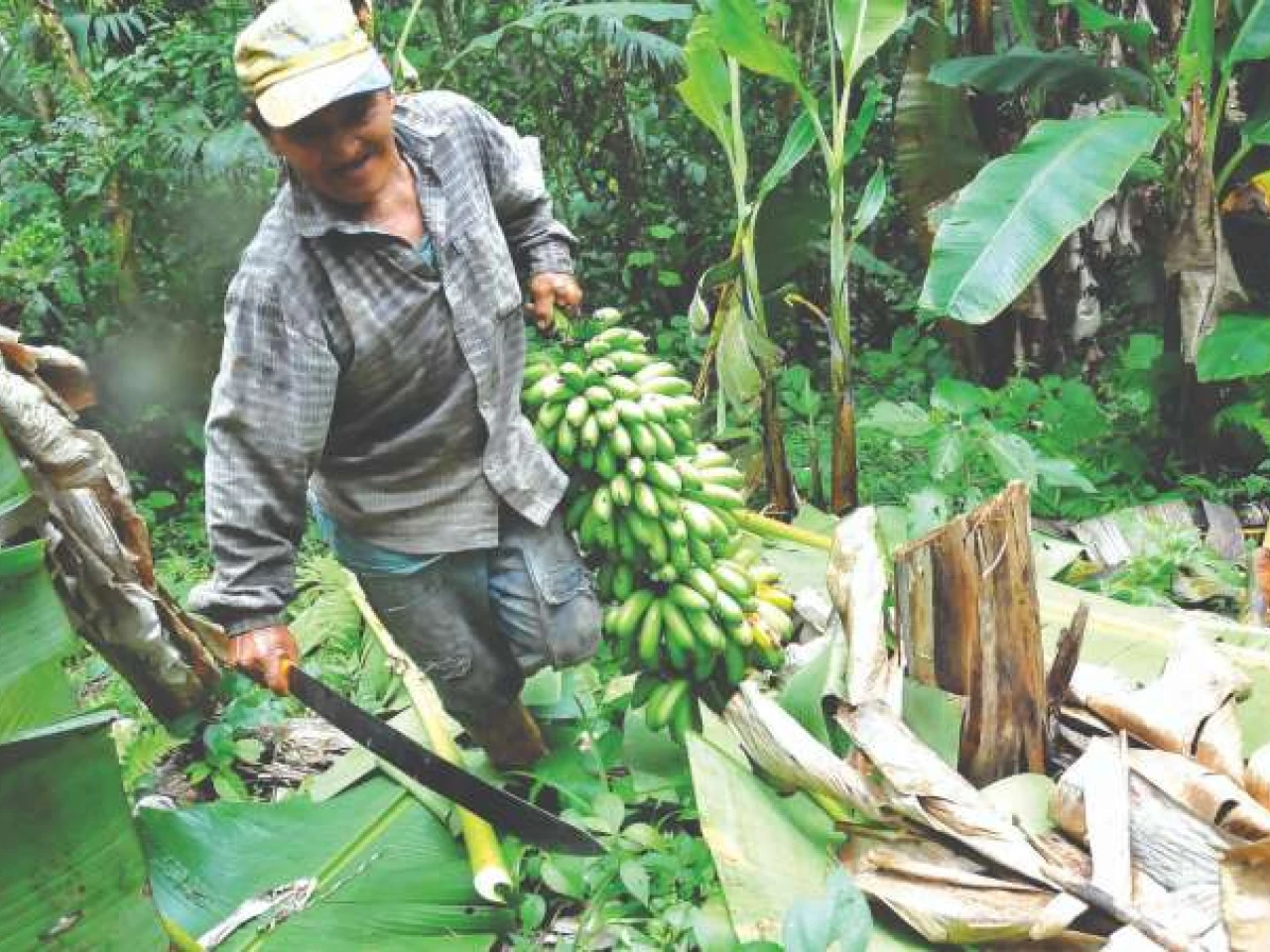 Verde, yuca y churo yuyo, alimento de los napeños