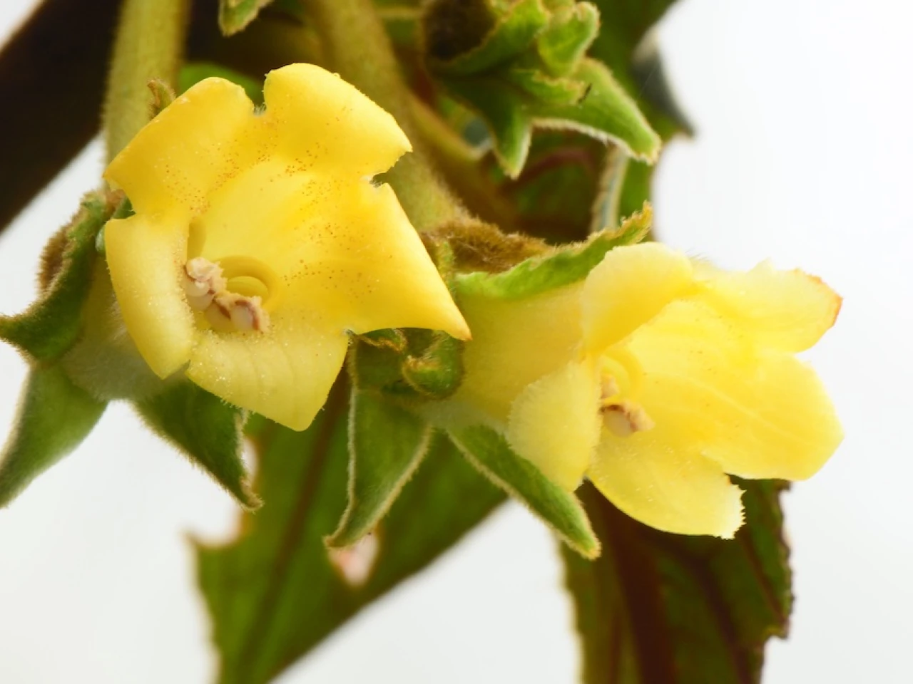 Nueva especie de planta fue descrita en Pichincha