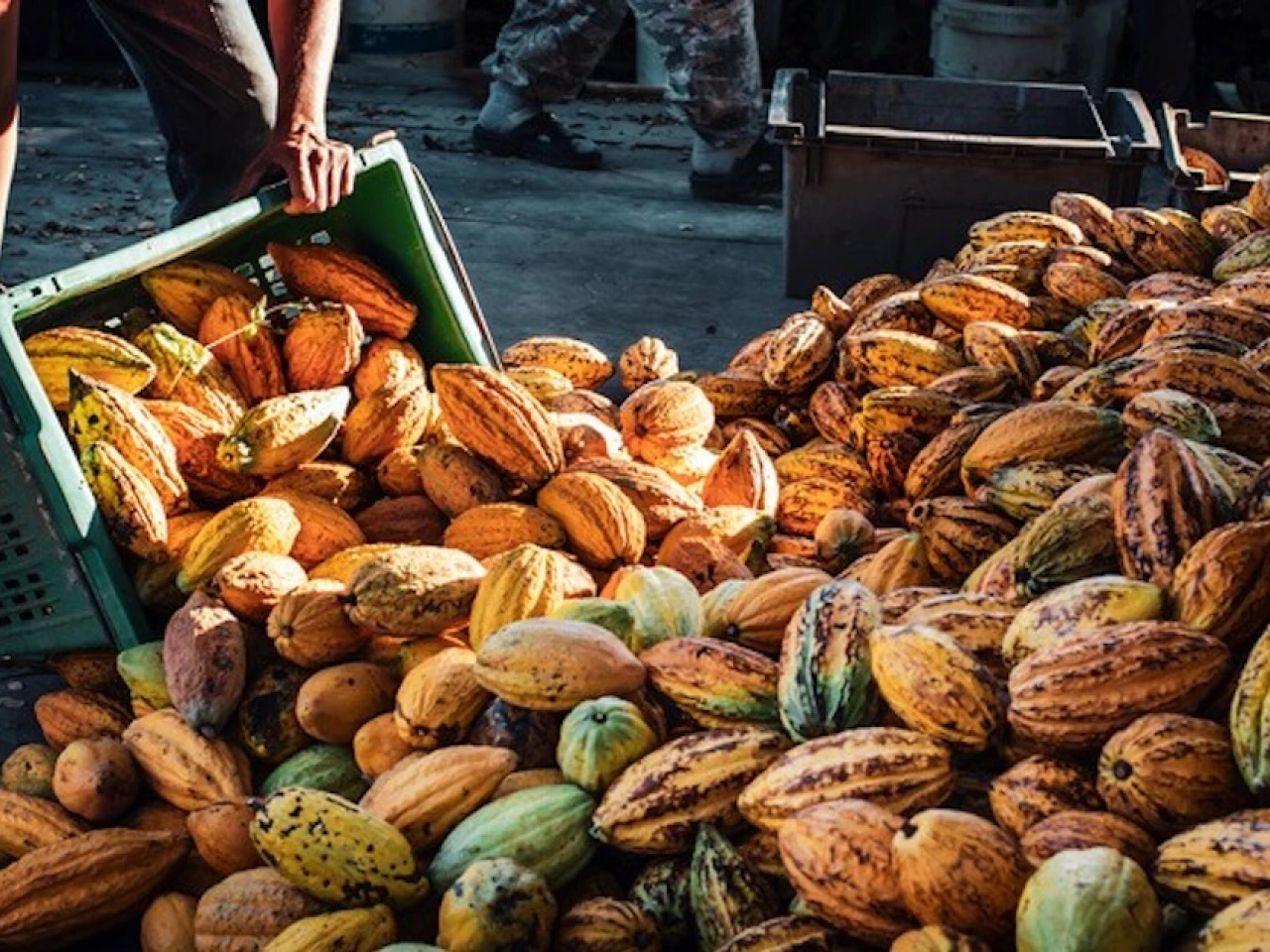 La Cumbre del Cacao Amazónico tendrá lugar en Tena