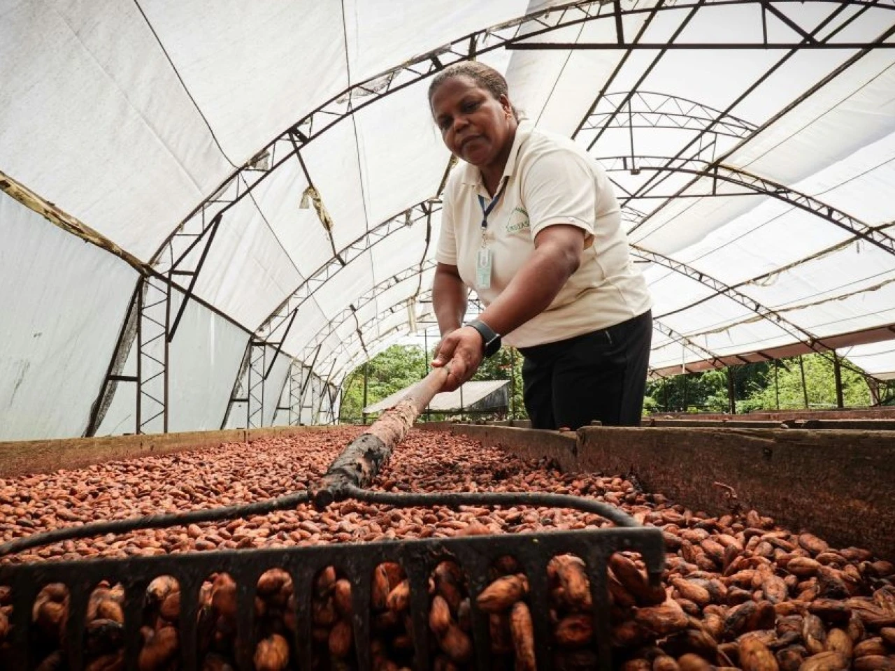 Roberto Mollison advierte que el precio del cacao puede dar un giro