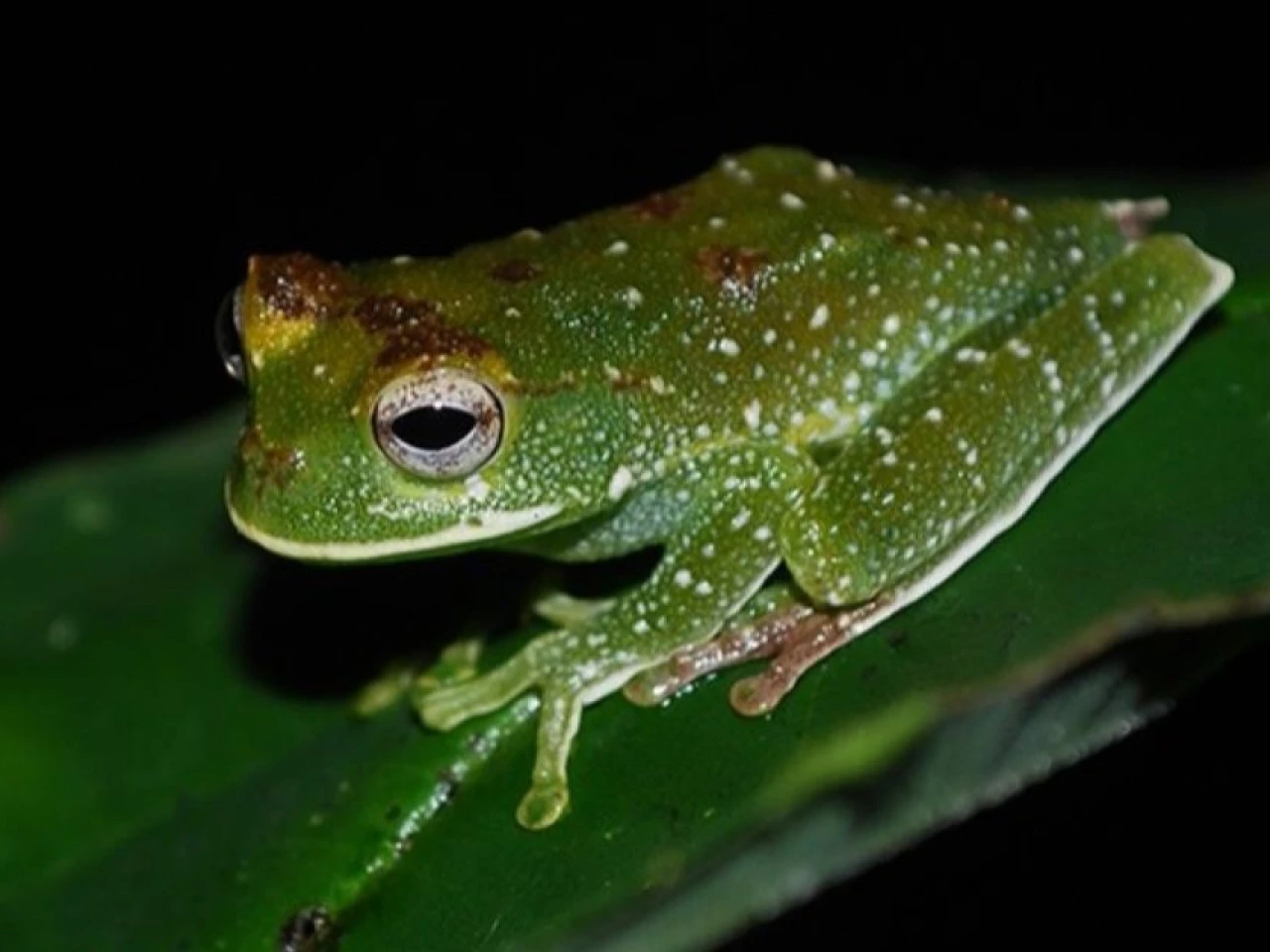 Estudio científico registra alta diversidad de anfibios y reptiles en la Amazonía ecuatoriana