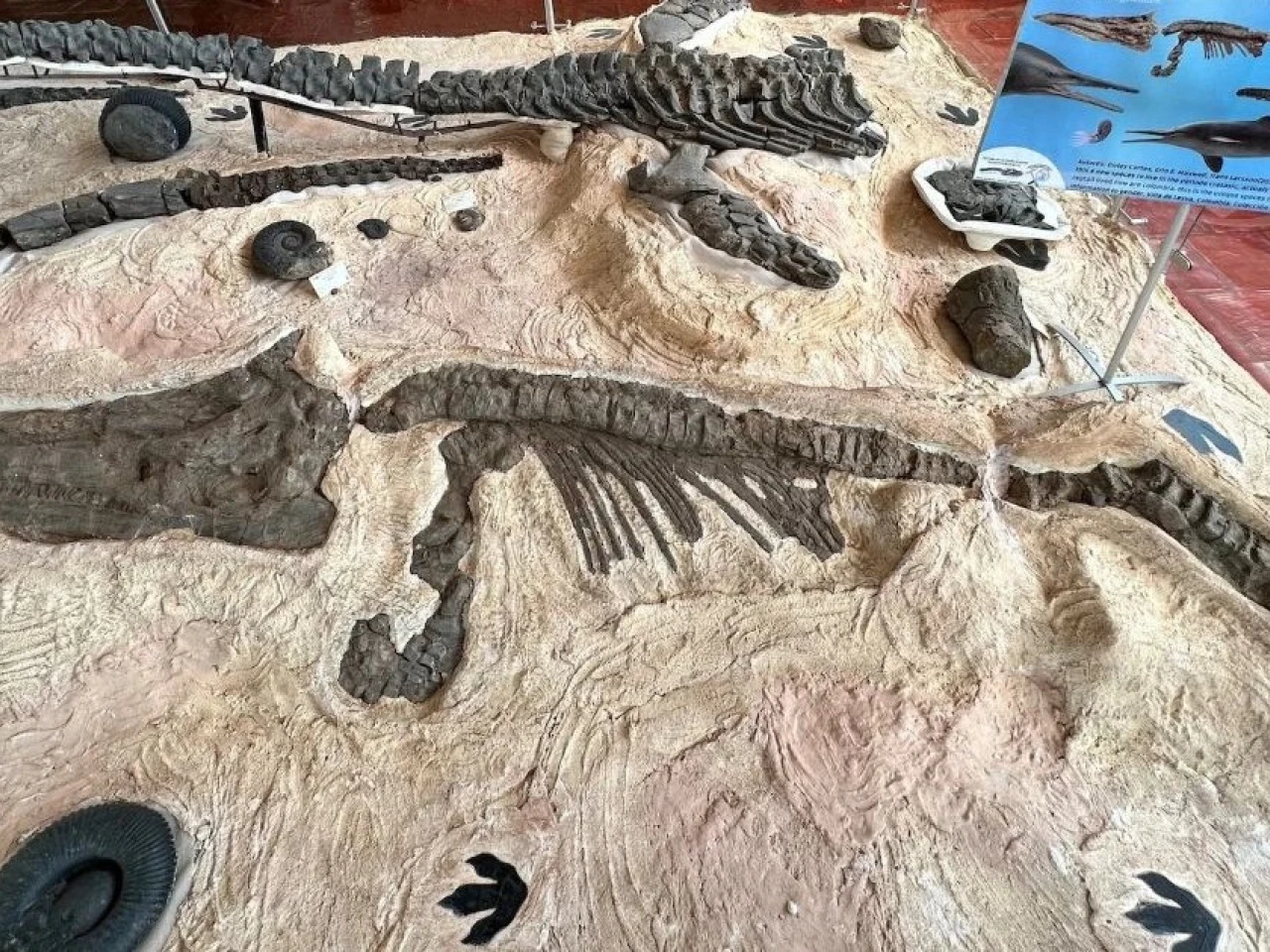 Colombia: Científicos descubren fósiles de tres reptiles marinos del periodo cretácico