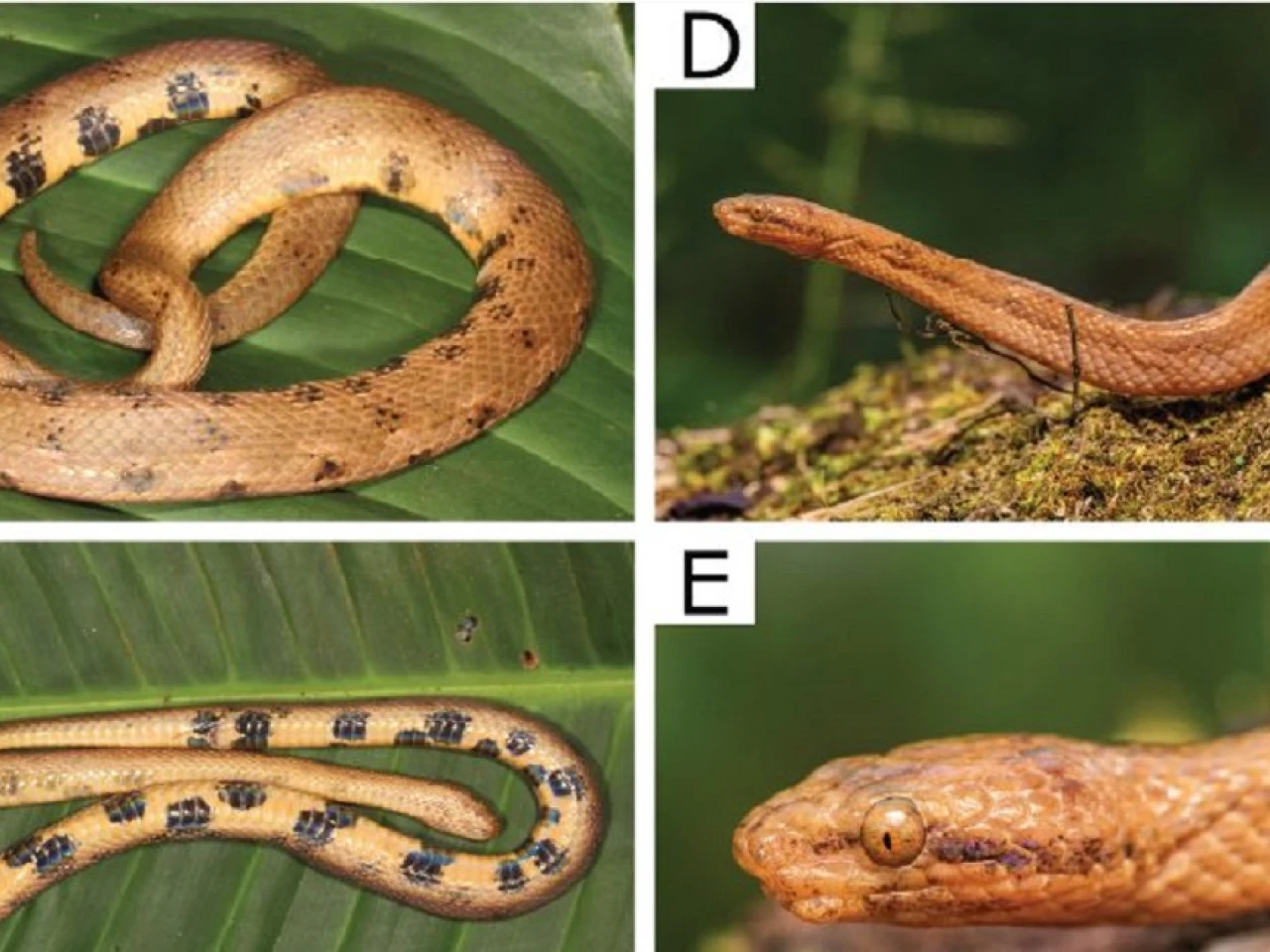 Investigadores ecuatorianos descubrieron una nueva especie de boa enana