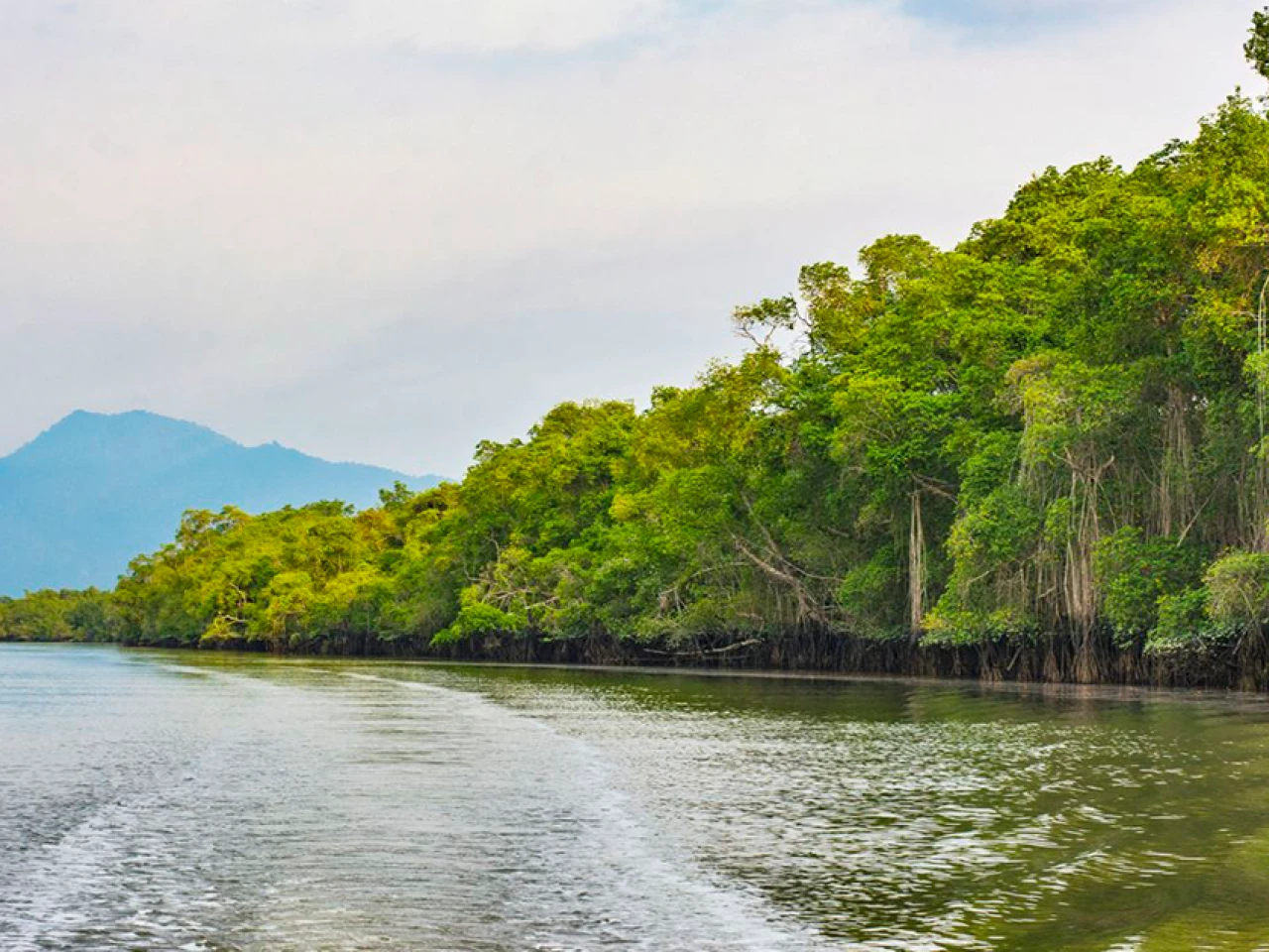 Ecuador llega a las 100.000 hectáreas de manglar bajo conservación comunitaria