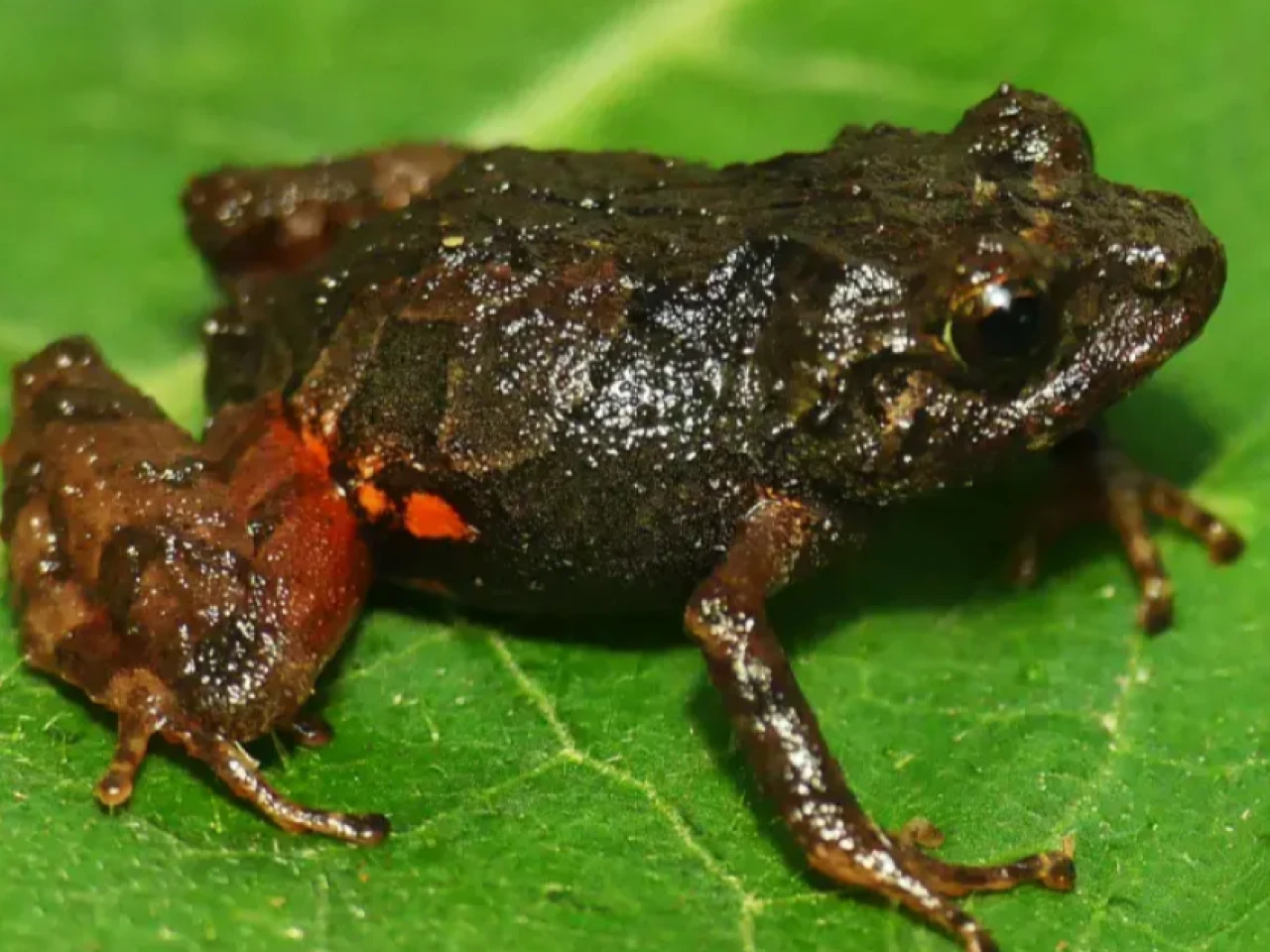 El 40,7 % de anfibios del planeta están en riesgo de extinción, según un estudio