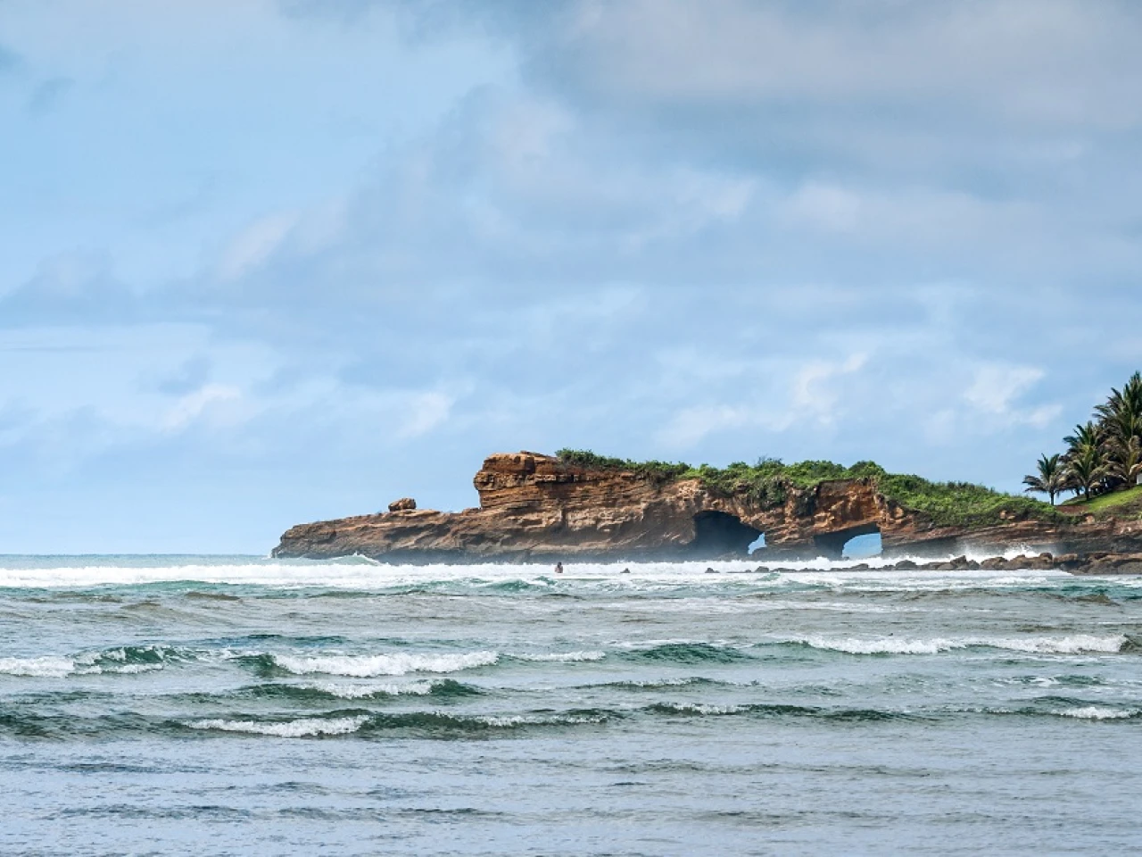 Estudio internacional verifica especies de plantas exóticas en la costa