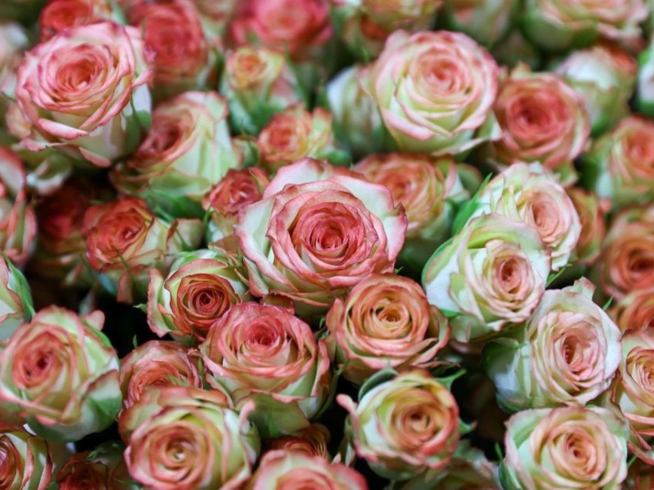 Ecuador envió un millón de rosas a China en solo 3 días