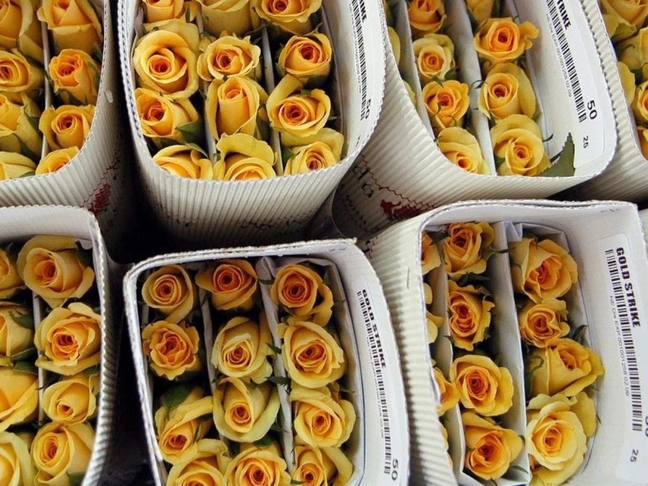 La exportación de flores por San Valentín crece un 8,7 %