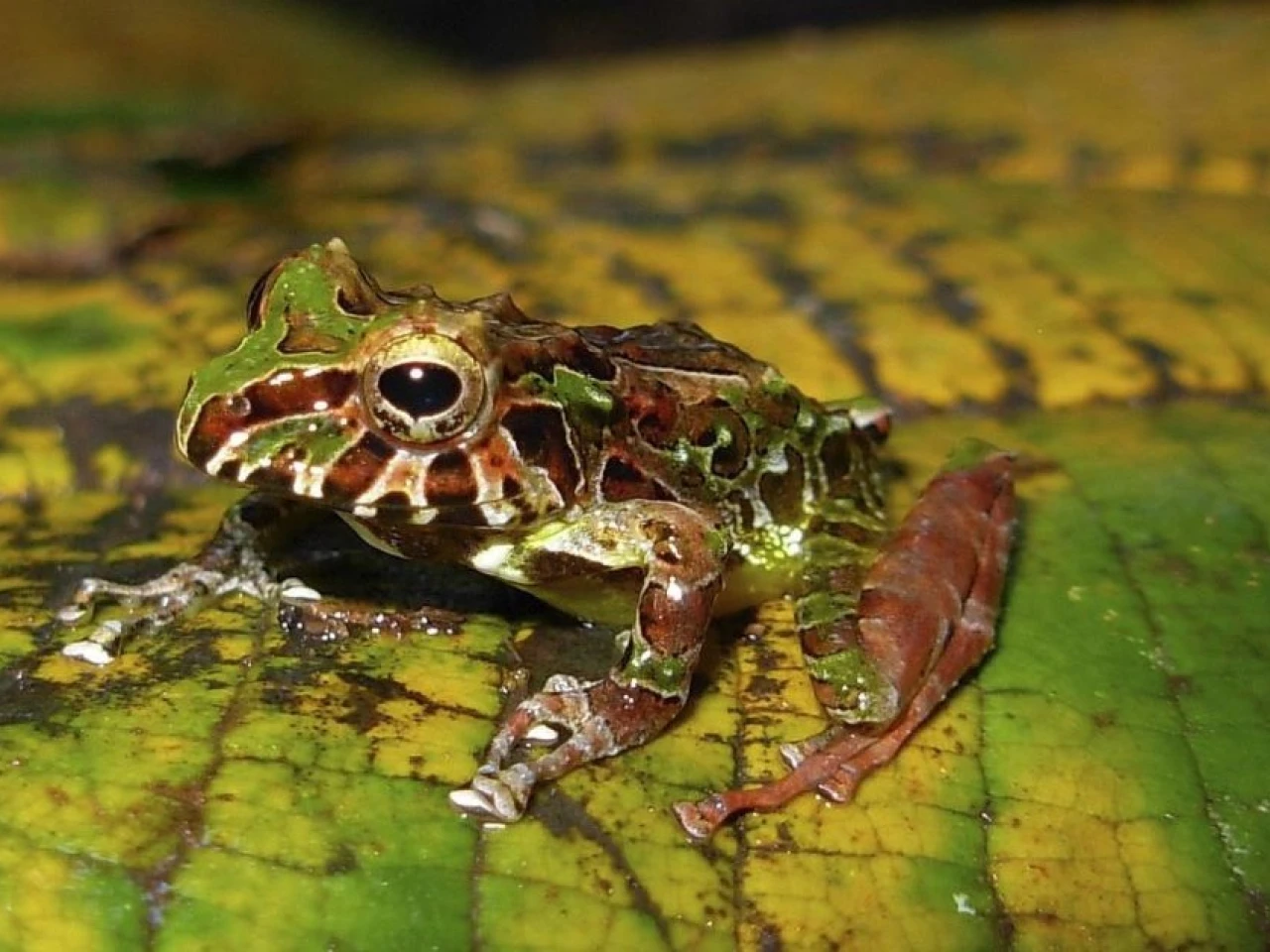 Perú: Científicos identifican 2 nuevas especies de ranas arlequines en la Amazonía