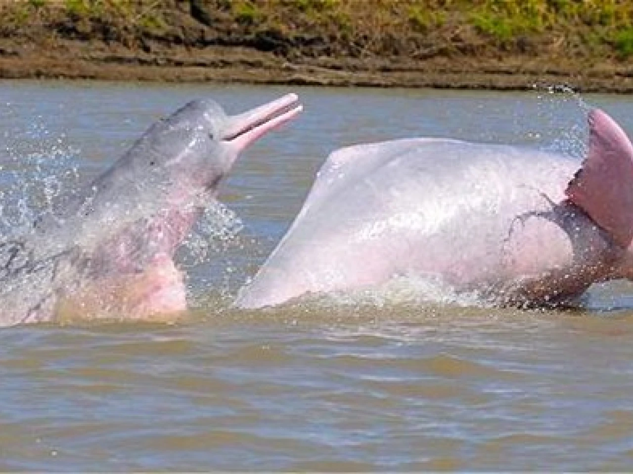 Galería de imágenes: Los Animales de la Amazonía de Ecuador