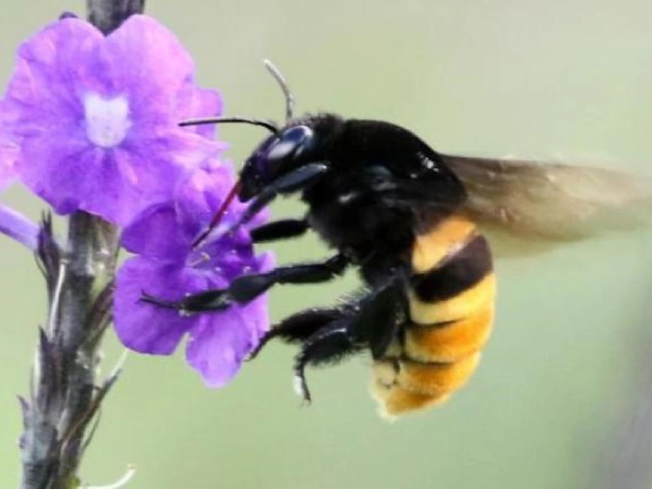  12 nuevas especies de abejas de orquídeas fueron descubiertas en Ecuador y Brasil