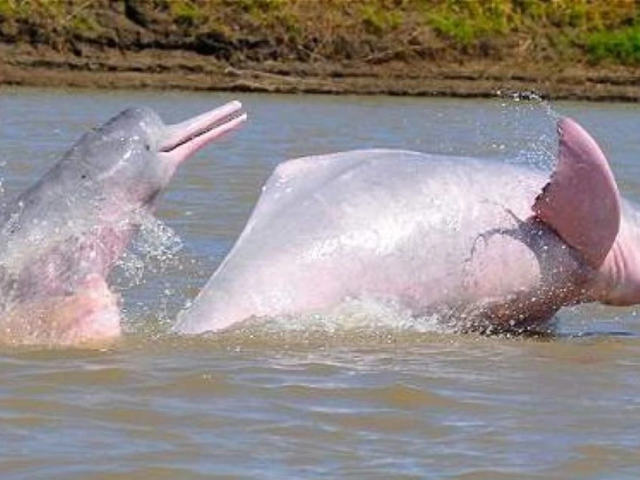 Contaminación por mercurio amenaza a delfines de los ríos Amazonas y Orinoco