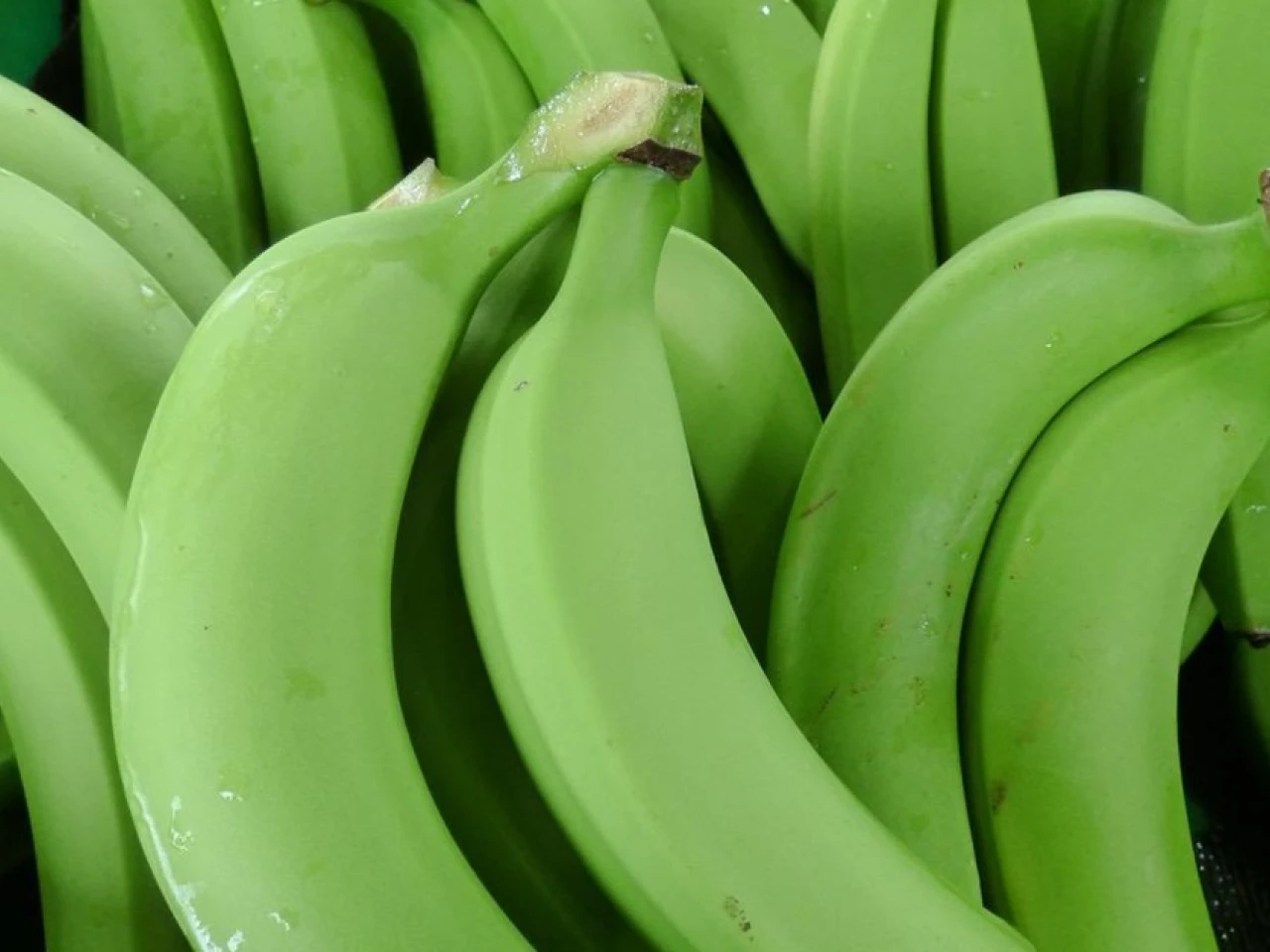 Ecuador confía en mantener las exportaciones de banano con Rusia y aumentarlas con China