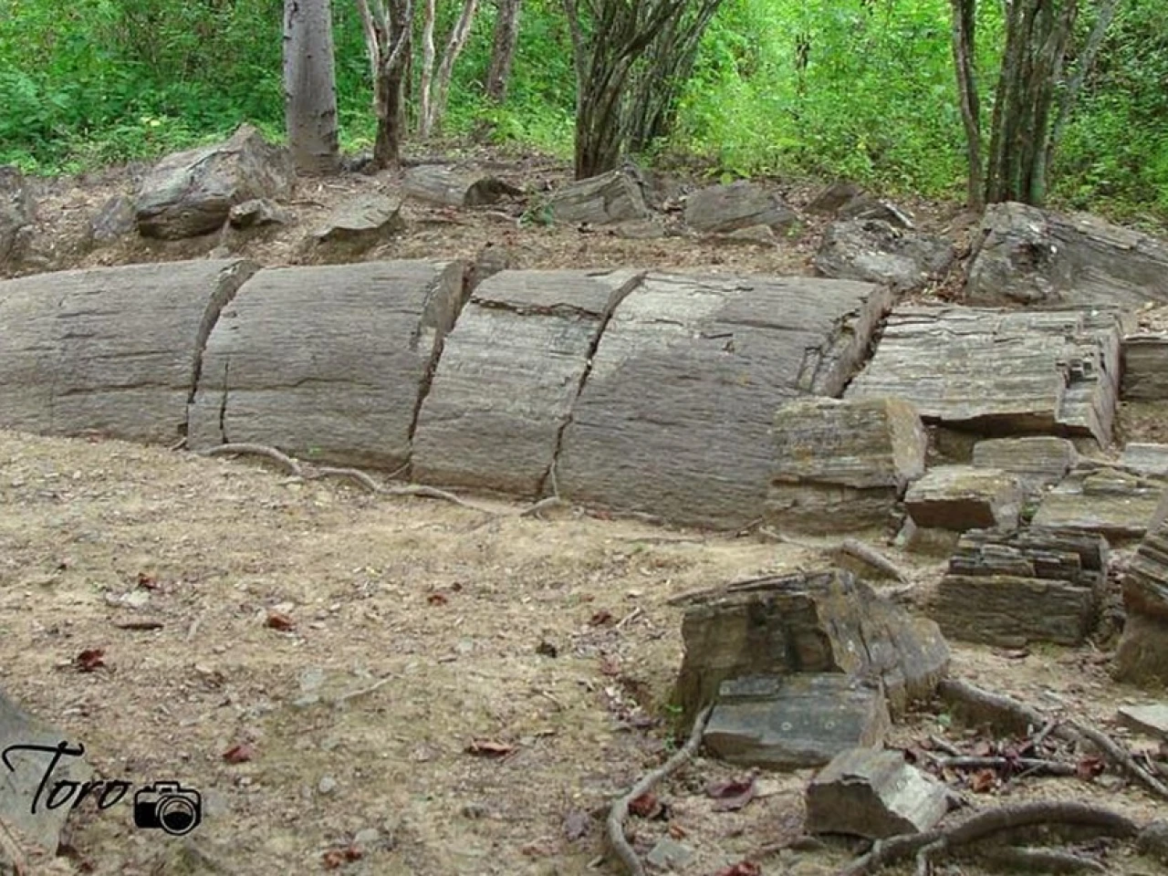 Estudio confirmó presencia de 12 especies nativas en bosque de Puyango