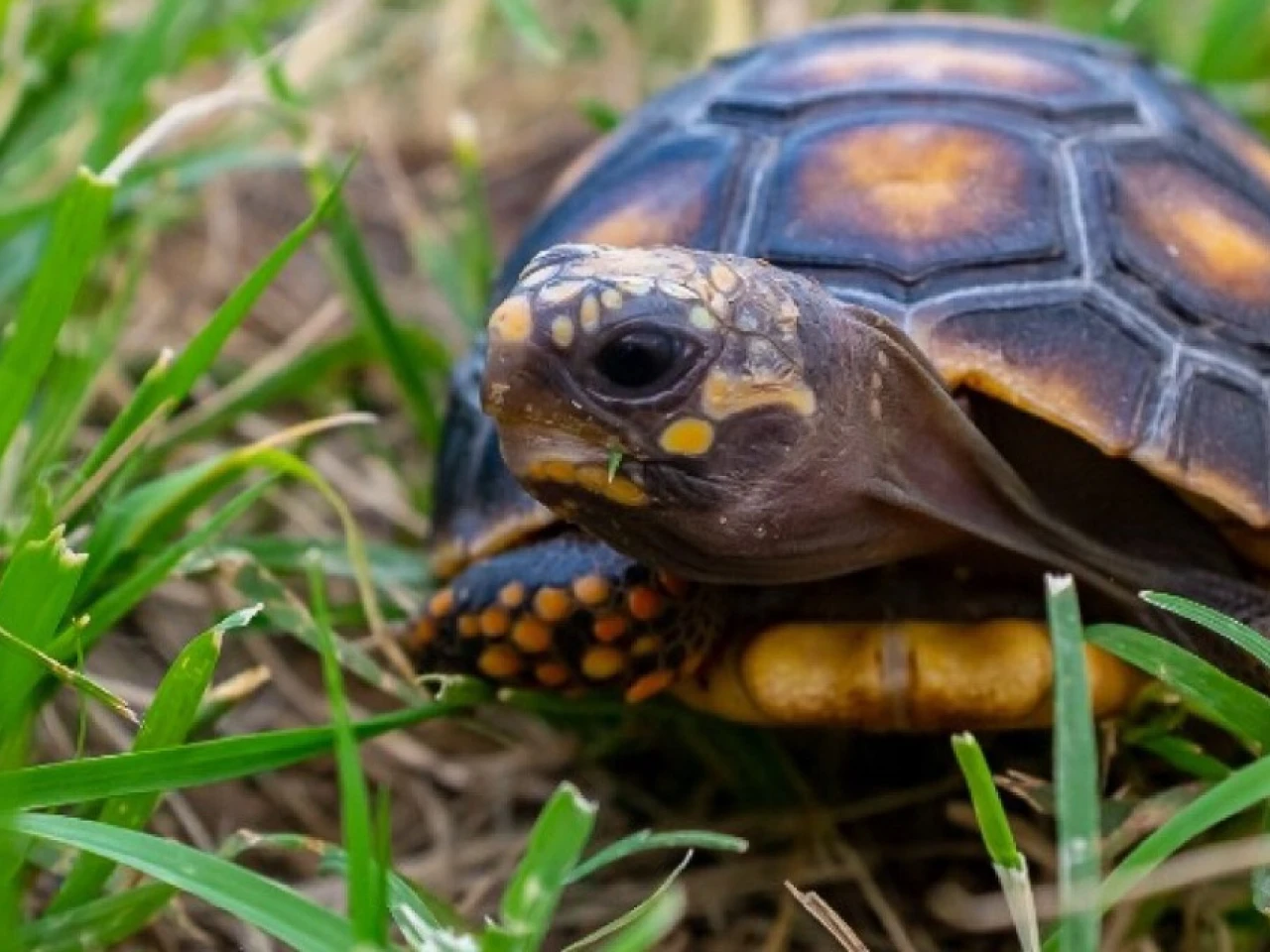 2 ciudadanos fueron sentenciados a 4 años de prisión por atentar contra la vida silvestre