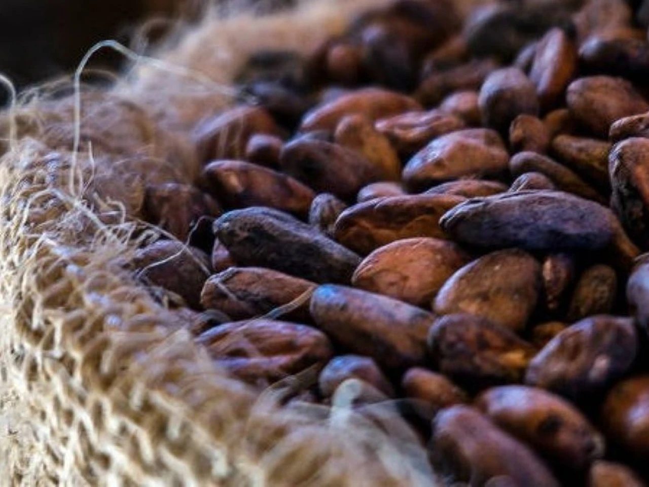 El precio del cacao cayó a $ 5.621 por tonelada
