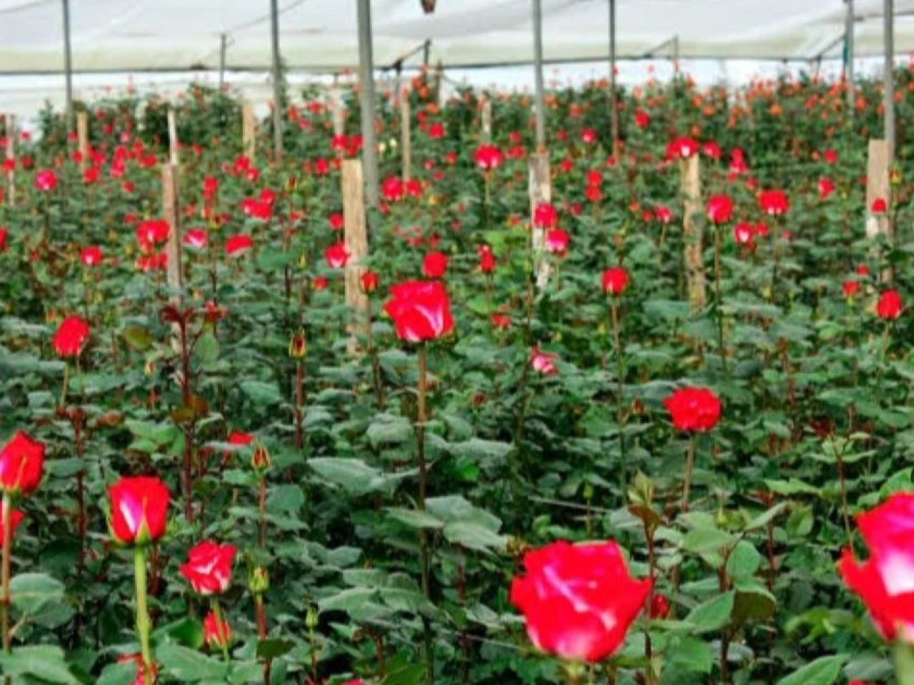 Más de 600 productos ecuatorianos ingresarán a Canadá con arancel cero