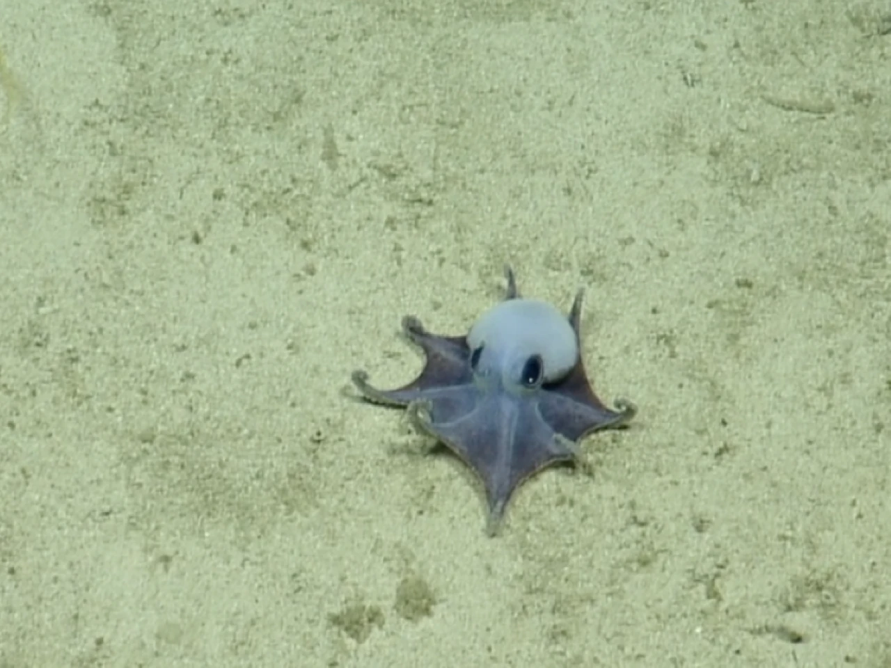 Descubren en Galápagos una nueva especie de pulpo azul de aguas profundas