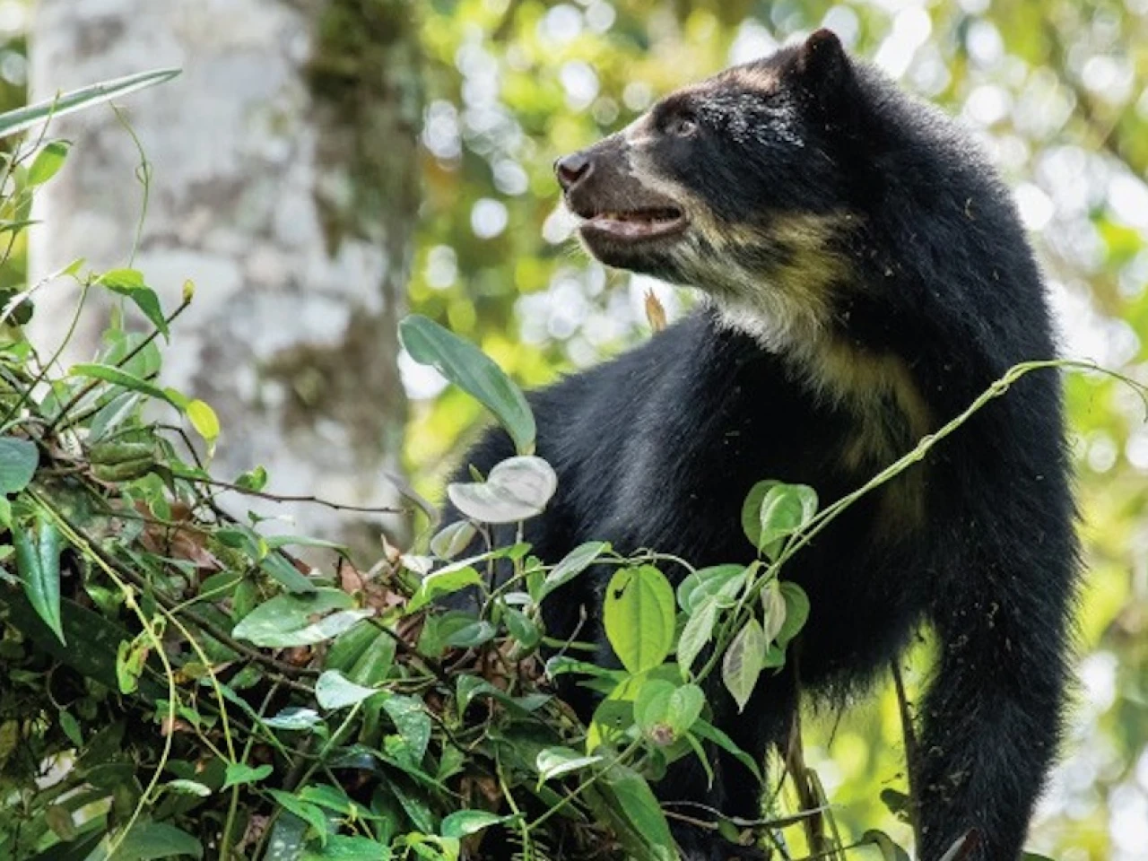 El Chocó Andino: un rincón de naturaleza, aventura y cultura a un paso de Quito