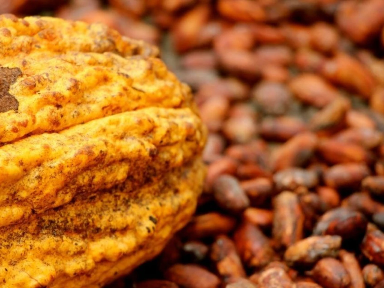Precio del cacao supera los USD 6.000 por tonelada