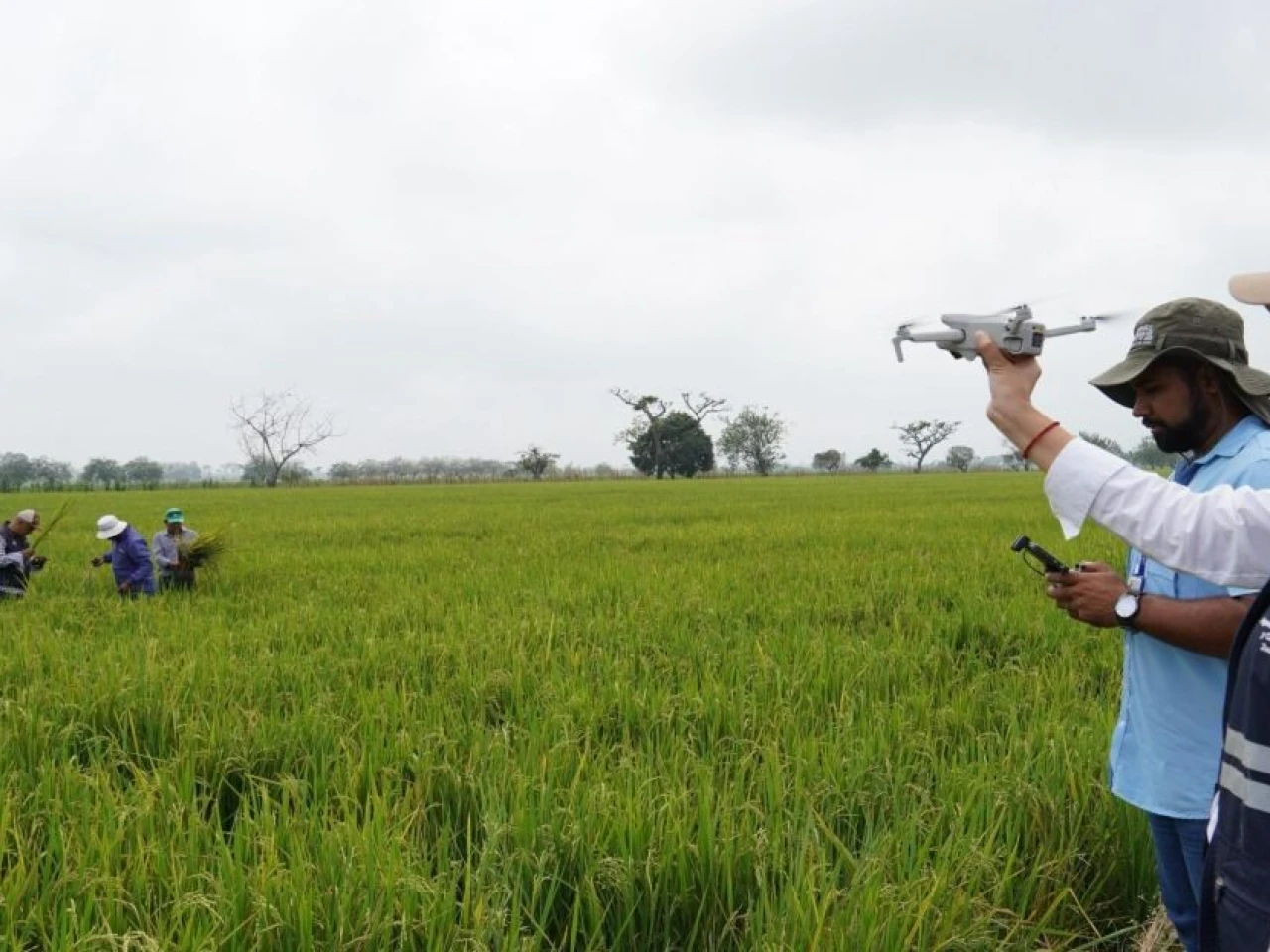 Gobierno desplegó acciones para apoyar a productores de arroz afectados