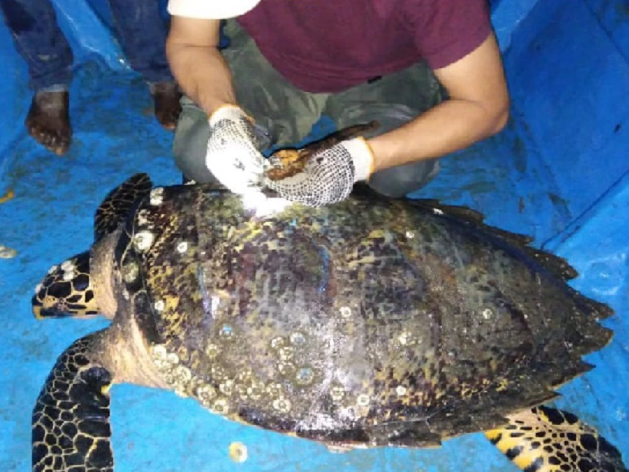 Ecuador marca por primera vez a una tortuga carey, en peligro de extinción