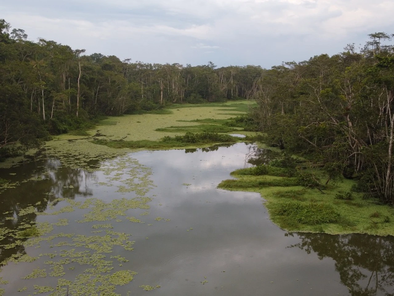 204 especies exóticas e invasoras fueron identificadas en la Amazonía ecuatoriana
