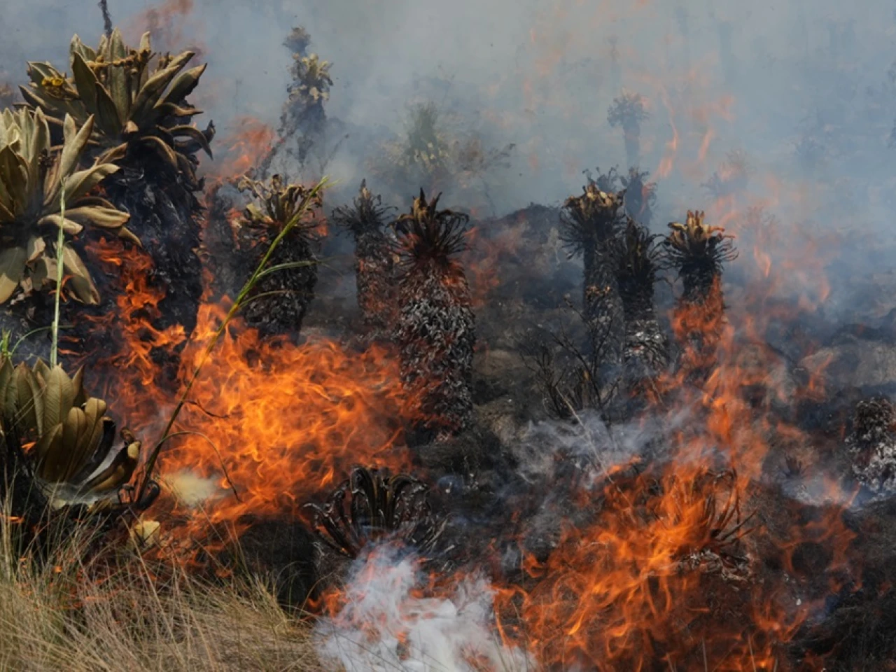 3.800 hectáreas han sido calcinadas por incendio forestal en Loja