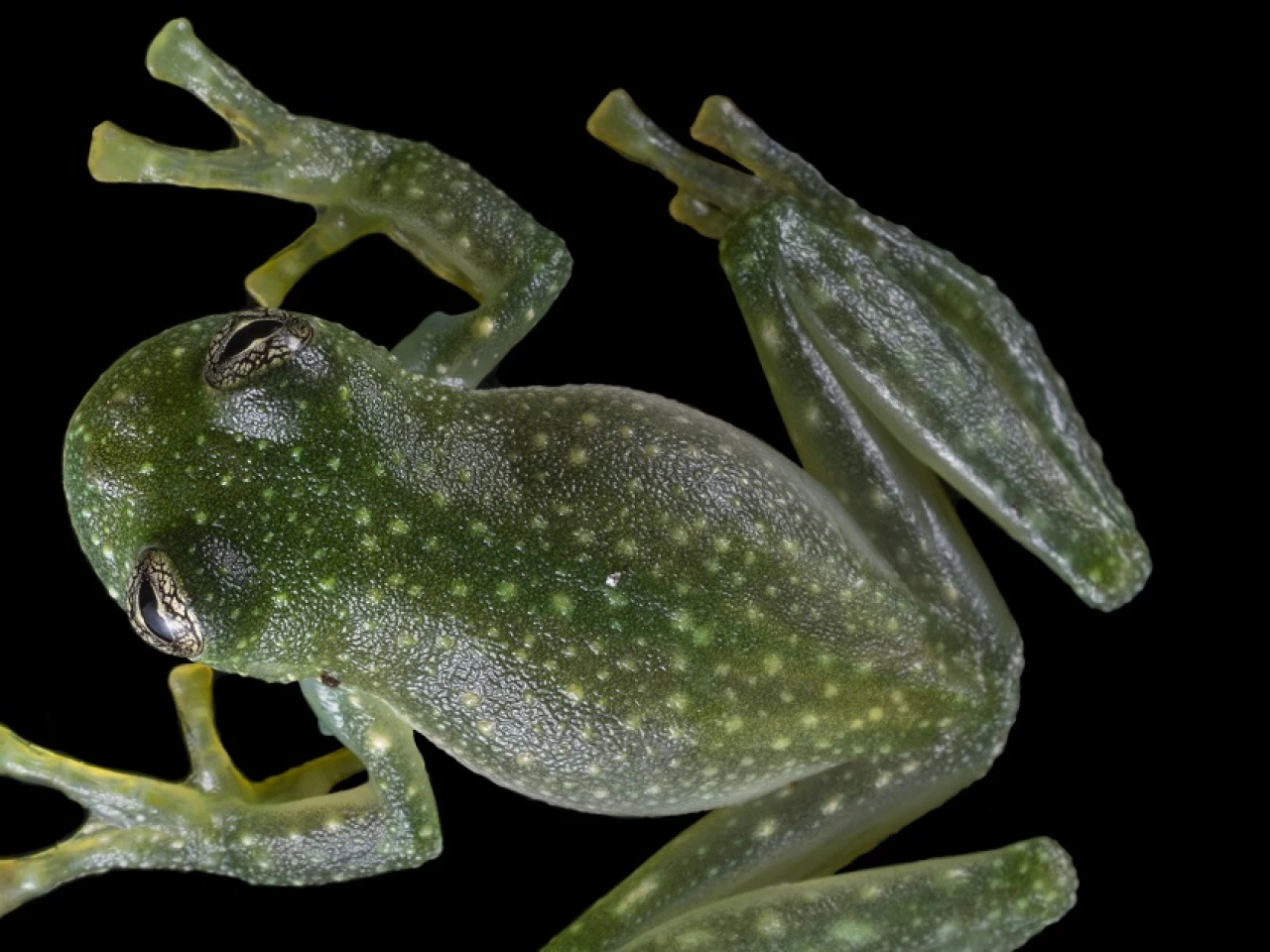 Investigadores de la UTPL descubrieron nueva especie de rana de cristal