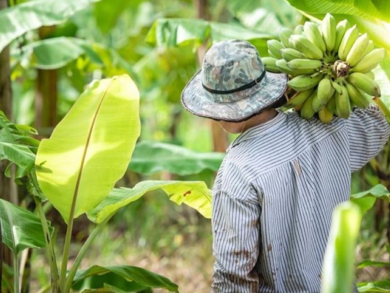 Exportadores de Ecuador piden reunión urgente con Gobierno por "disminución" de plátanos