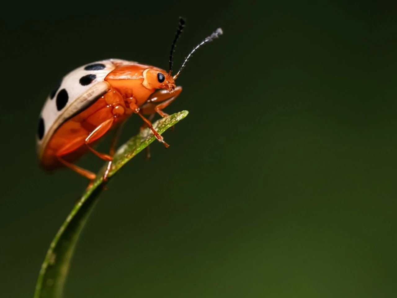 9 especies de mariquitas fueron descubiertas en Galápagos