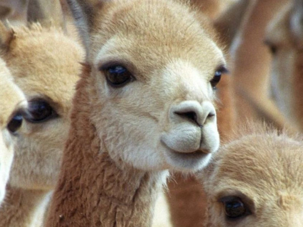 Perú comenzó censo nacional para fortalecer la conservación de vicuñas