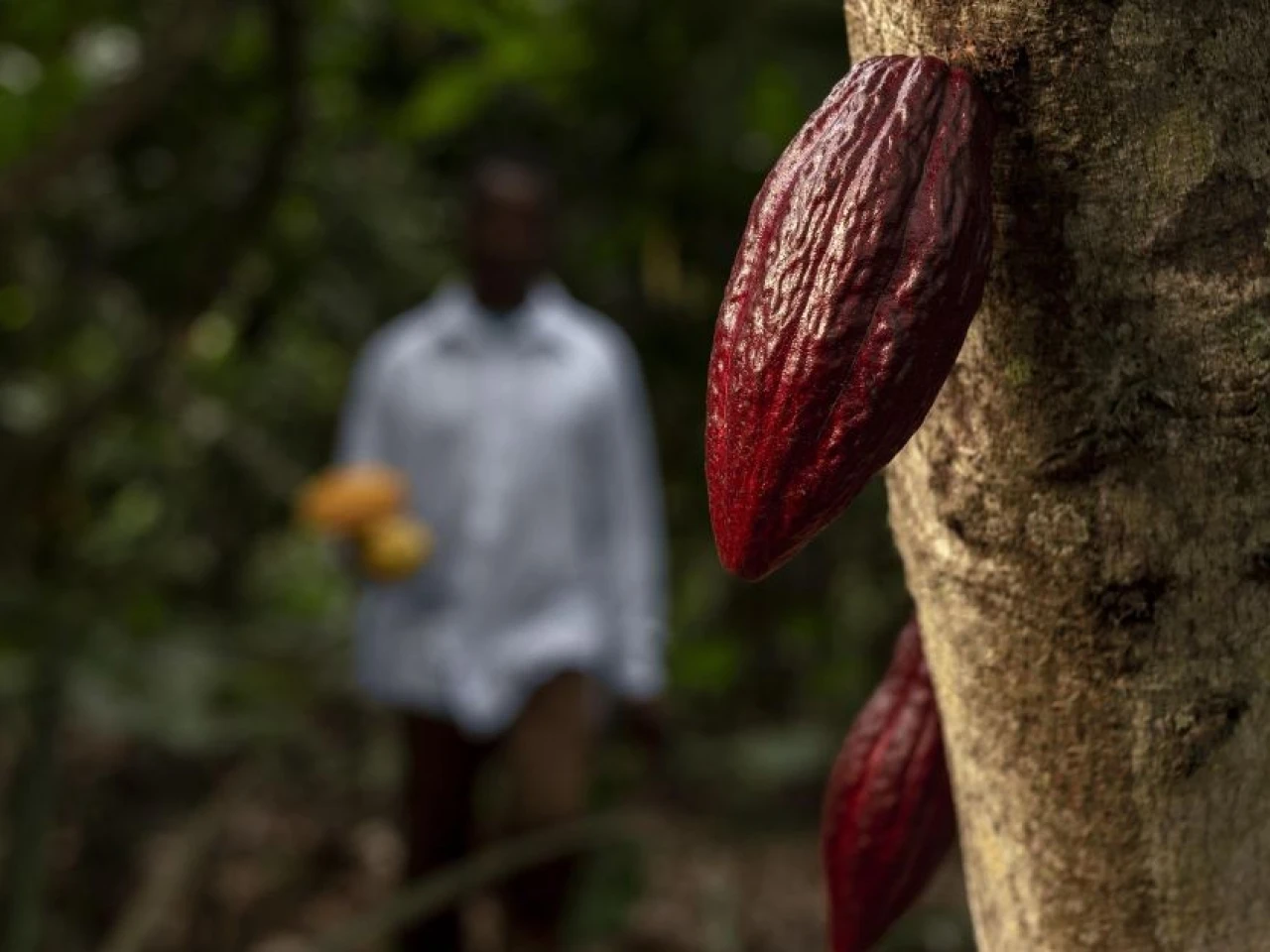 Calidad y trazabilidad impulsan al cacao ecuatoriano hacia los mercados premium