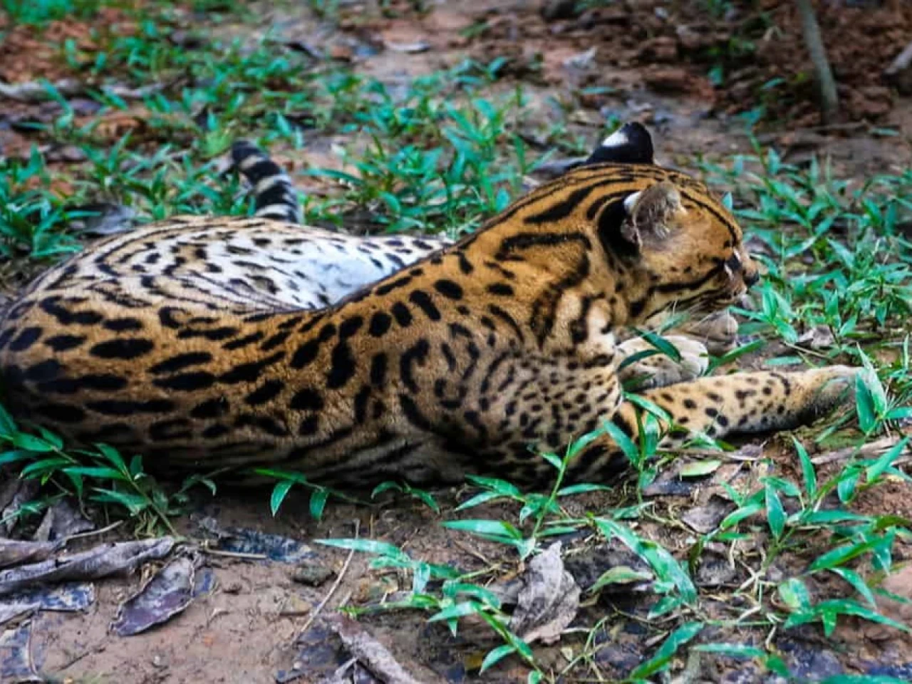 ¿Cuáles son los centros de rescate de fauna en la Amazonía?