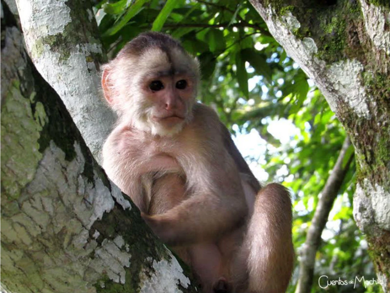 Misahuallí, un bocado de la selva ecuatoriana