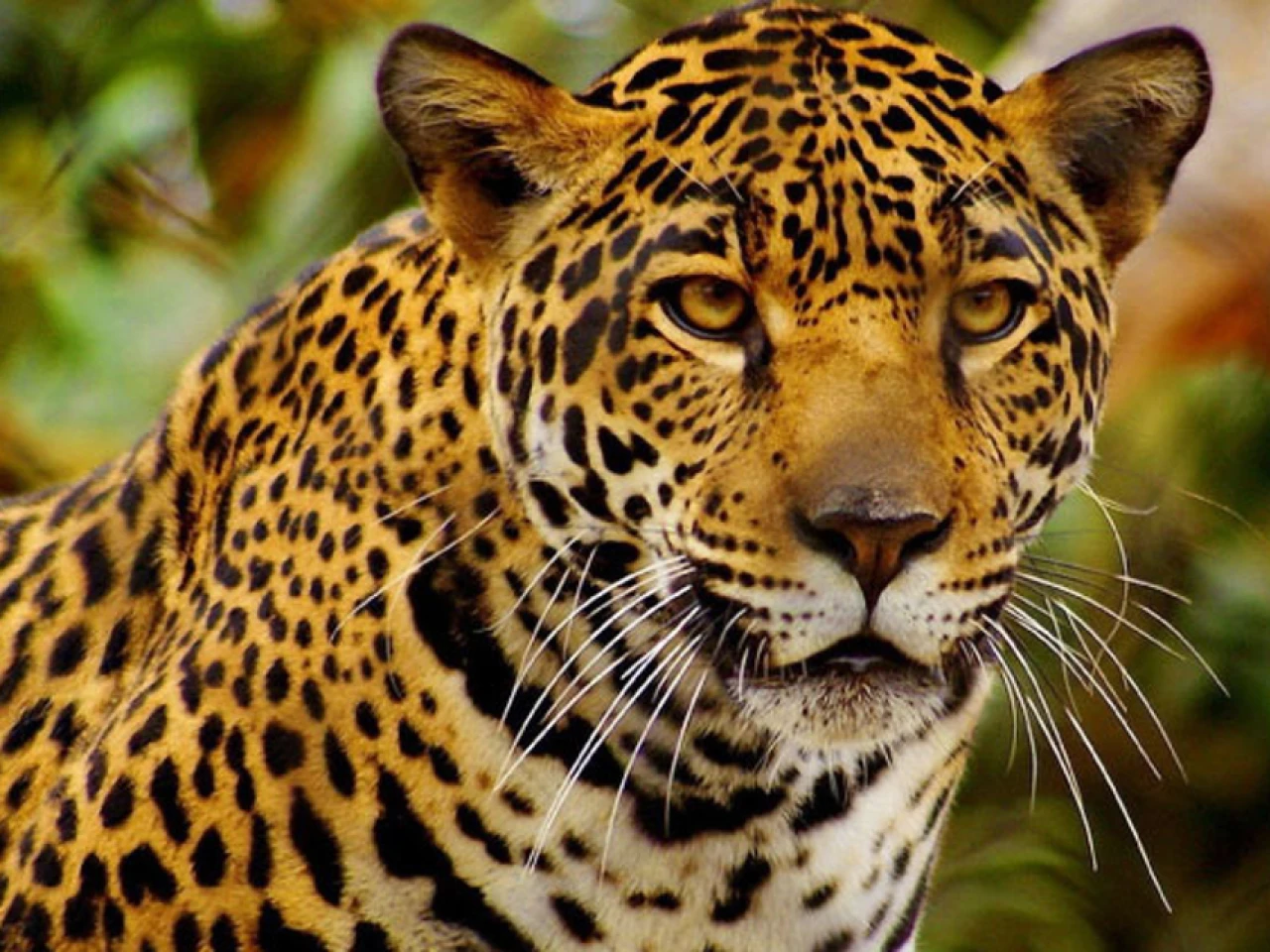 Ecuador fortalece la conservación del jaguar a través de una alianza