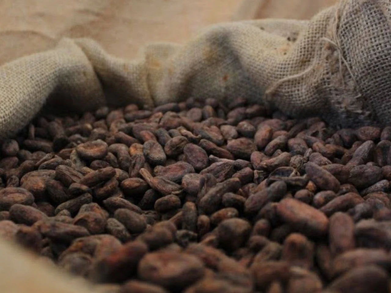 Ecuador expone su producción de cacao en Bélgica