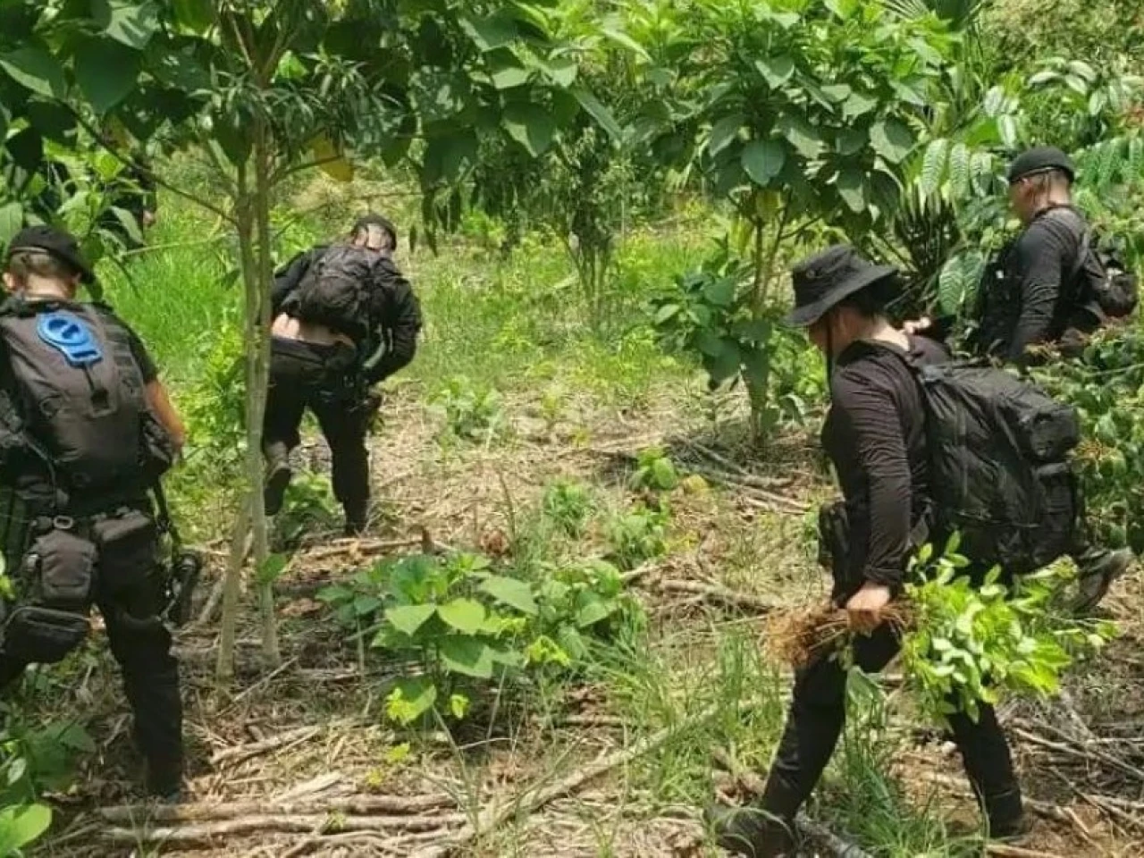 Narcotráfico y cultivos ilícitos intensifican el daño ambiental en la Amazonía
