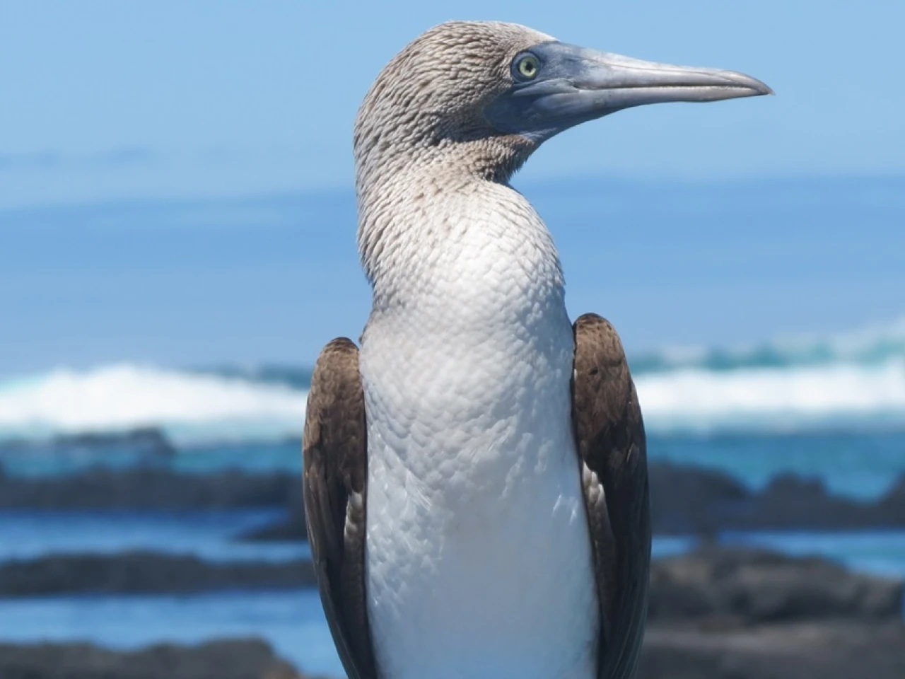 OFC busca recaudar más de $ 1.000 millones para proteger Galápagos