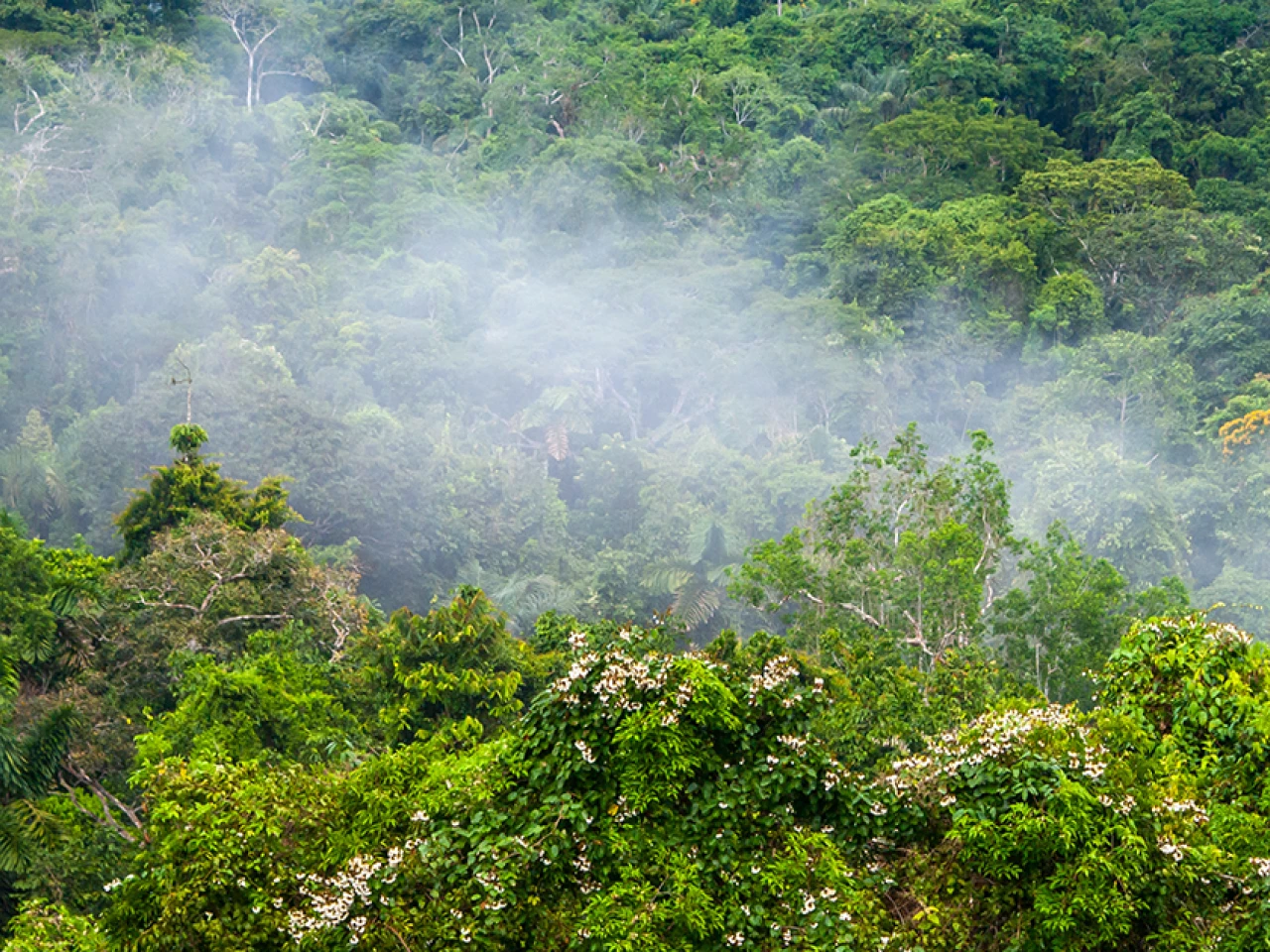 Descubren nueva especie de árbol en cordillera amazónica fronteriza entre Ecuador y Perú