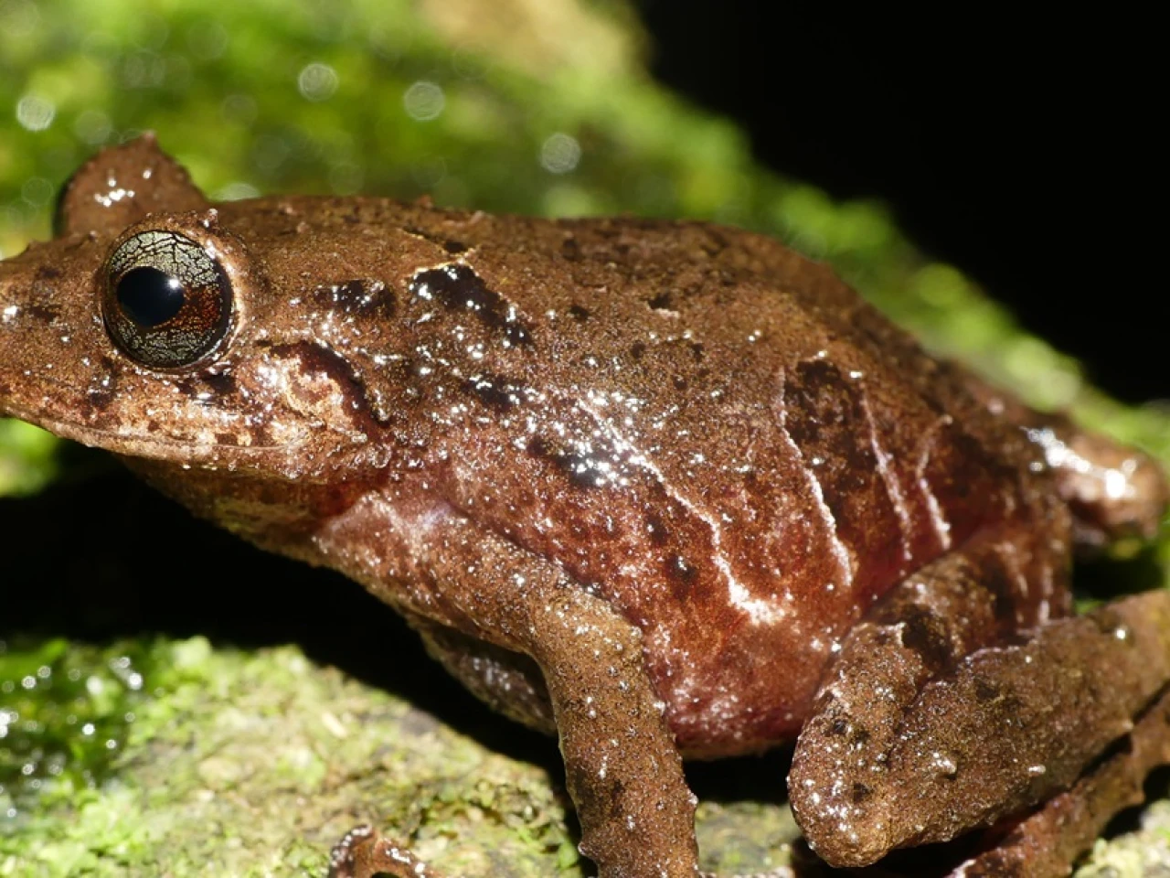 Una nueva especie de rana fue descubierta en Cerro Candelaria
