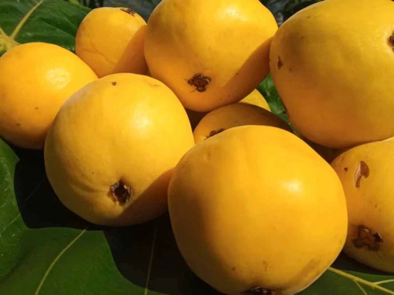Arazá: qué es, para qué sirve y por qué esta fruta amazónica de Colombia es un tesoro de la biodiversidad