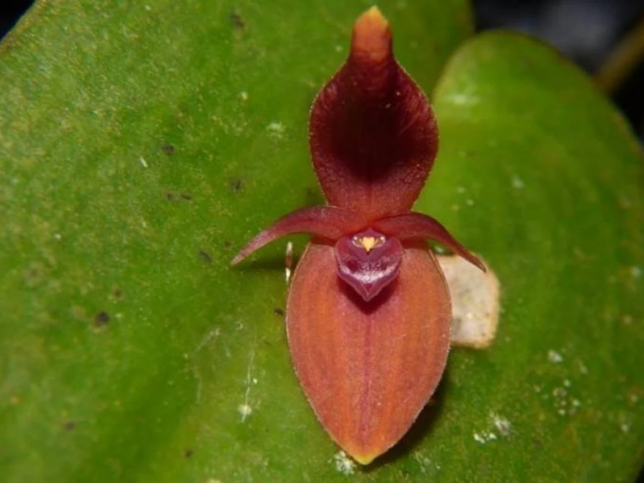 4 especies fascinantes de orquídeas fueron descritas en Morona y Zamora