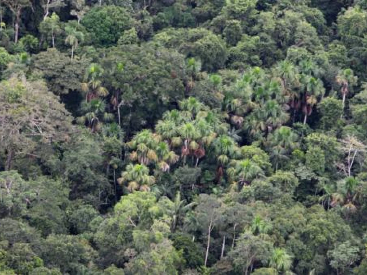 Petroamazonas espera obtener las licencias para explotar Ishpingo hasta abril de 2019 
