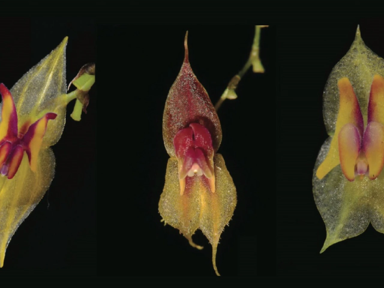 Tres nuevas especies de orquídeas fueron descubiertas en Ecuador