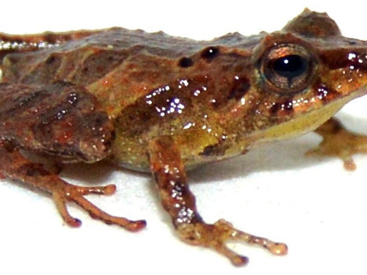 Nueva especie de sapo fue descubierta en Zamora
